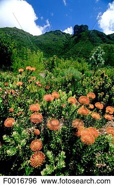 Stock Photo - south africa, 
cape point, kirstenbosch 
gardens. fotosearch 
- search stock 
photos, pictures, 
images, and photo 
clipart