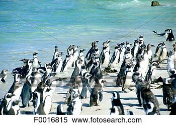 Stock Image - south africa, 
cape point, penguins 
at boulder's beach. 
fotosearch - search 
stock photos, 
pictures, images, 
and photo clipart