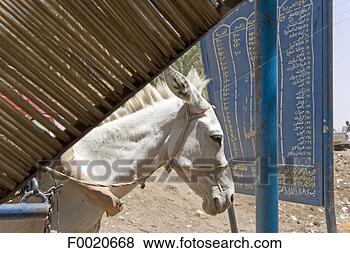 Stock Photo - sudan, karima, 
at the ferry stop. 
fotosearch - search 
stock photos, 
pictures, images, 
and photo clipart