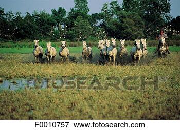 Picture - france, provence, 
camargue, horses. 
fotosearch - search 
stock photos, 
pictures, images, 
and photo clipart