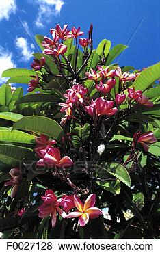 Stock Photo - reunion, frangipani 
tree blossoming. 
fotosearch - search 
stock photos, 
pictures, images, 
and photo clipart