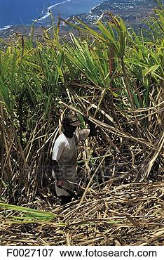 Picture - reunion, saint-pierre, 
sugar cane cutter 
at work. fotosearch 
- search stock 
photos, pictures, 
images, and photo 
clipart