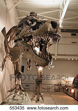 Stock Image - t rex on display 
 fl. fotosearch 
- search stock 
photos, pictures, 
images, and photo 
clipart
