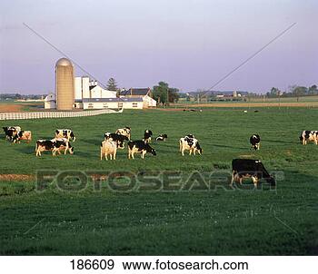 Stock Photograph - holstein dairy 
cows grazing on 
pasture. fotosearch 
- search stock 
photos, pictures, 
images, and photo 
clipart