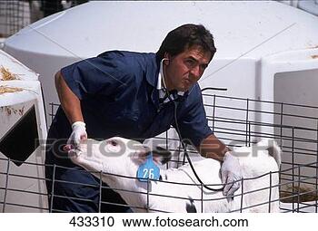Stock Photography - vet treating calf 
 co. fotosearch 
- search stock 
photos, pictures, 
images, and photo 
clipart