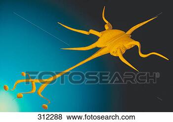 Stock Photo - drawing of neuron 
 7-269. fotosearch 
- search stock 
photos, pictures, 
images, and photo 
clipart