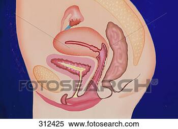 Stock Image - female reproductive 
system 7-406. 
fotosearch - search 
stock photos, 
pictures, images, 
and photo clipart