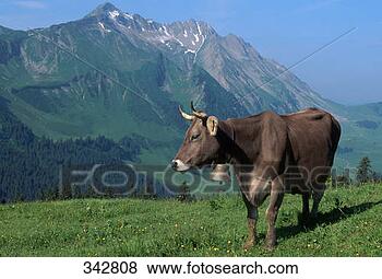 Stock Photo - brown swiss cow 
in switzerland. 
fotosearch - search 
stock photos, 
pictures, images, 
and photo clipart