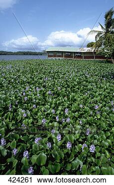 Stock Photography - water hyacinths 
on lagoon  tiegba 
 cote d'ivoire. 
fotosearch - search 
stock photos, 
pictures, images, 
and photo clipart