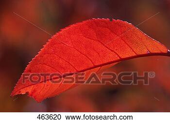 Stock Photography - sumac leaf. fotosearch 
- search stock 
photos, pictures, 
images, and photo 
clipart