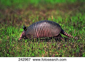 Picture - nine-banded armadillo. 
fotosearch - search 
stock photos, 
pictures, images, 
and photo clipart