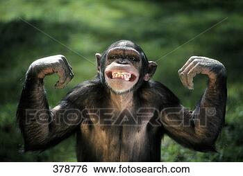 Stock Photo - chimpanzee flexing 
its muscles. fotosearch 
- search stock 
photos, pictures, 
images, and photo 
clipart
