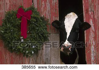 Stock Image - holstein cow in 
barn with christmas 
wreath  il. fotosearch 
- search stock 
photos, pictures, 
images, and photo 
clipart