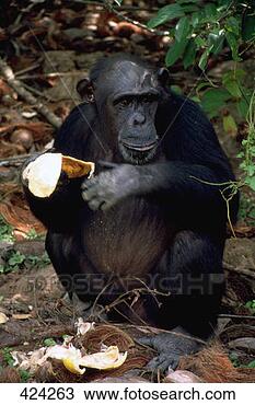Stock Photo - chimpanzee  grand 
lahou  cote d'ivoire. 
fotosearch - search 
stock photos, 
pictures, images, 
and photo clipart