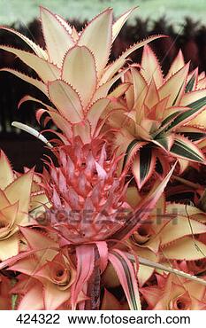 Stock Photo - decorative pineapples 
for export  cote 
d'ivoire. fotosearch 
- search stock 
photos, pictures, 
images, and photo 
clipart