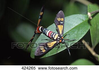 Stock Image - tropical wasps 
mating on leaf 
 cote d'ivoire. 
fotosearch - search 
stock photos, 
pictures, images, 
and photo clipart