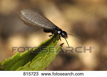 Stock Photo - subteranean termite, 
reticulitermes 
spp. fotosearch 
- search stock 
photos, pictures, 
images, and photo 
clipart