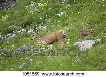 Stock Photograph - mule deer doe 
and fawn among 
wildflowers. fotosearch 
- search stock 
photos, pictures, 
images, and photo 
clipart
