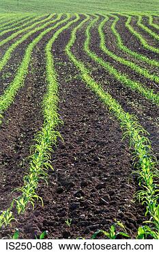 Stock Photo - row of crops in 
field. fotosearch 
- search stock 
photos, pictures, 
images, and photo 
clipart