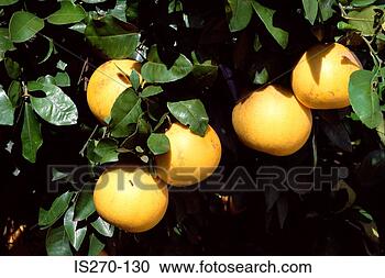 Stock Photography - grapefruit on 
tree. fotosearch 
- search stock 
photos, pictures, 
images, and photo 
clipart