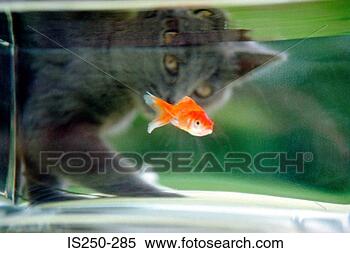 Stock Image - cat watching a 
goldfish. fotosearch 
- search stock 
photos, pictures, 
images, and photo 
clipart