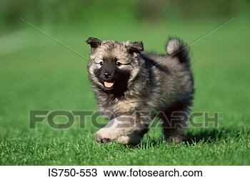 Stock Photo - puppy. fotosearch 
- search stock 
photos, pictures, 
images, and photo 
clipart