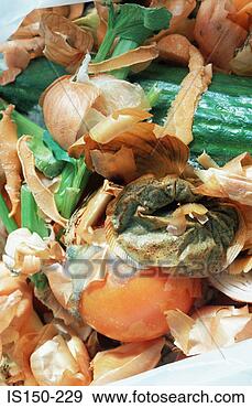 Stock Photograph - rotten vegetables 
for compost. fotosearch 
- search stock 
photos, pictures, 
images, and photo 
clipart