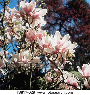 Stock Photograph - magnolia. fotosearch 
- search stock 
photos, pictures, 
images, and photo 
clipart