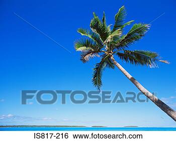 Stock Photo - palm tree. fotosearch 
- search stock 
photos, pictures, 
images, and photo 
clipart