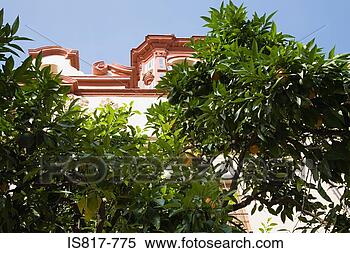 Stock Image - orange tree in 
spain. fotosearch 
- search stock 
photos, pictures, 
images, and photo 
clipart