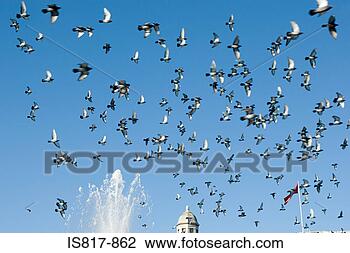 Stock Photo - trafalgar square 
pigeons. fotosearch 
- search stock 
photos, pictures, 
images, and photo 
clipart