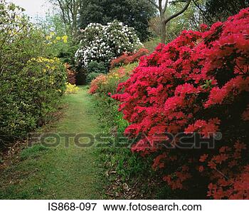 Picture - azalea in garden. 
fotosearch - search 
stock photos, 
pictures, images, 
and photo clipart