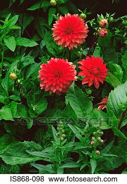 Stock Photo - dahlia. fotosearch 
- search stock 
photos, pictures, 
images, and photo 
clipart
