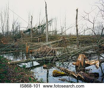 Stock Photography - storm damage. 
fotosearch - search 
stock photos, 
pictures, images, 
and photo clipart