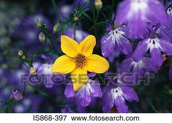 Picture - a vibrant yellow 
flower. fotosearch 
- search stock 
photos, pictures, 
images, and photo 
clipart