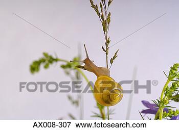 Picture - close-up of a 
snail. fotosearch 
- search stock 
photos, pictures, 
images, and photo 
clipart