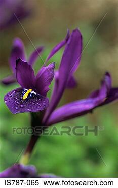 Stock Image - miniature iris. 
fotosearch - search 
stock photos, 
pictures, images, 
and photo clipart