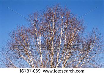 Stock Photograph - silver birch. 
fotosearch - search 
stock photos, 
pictures, images, 
and photo clipart