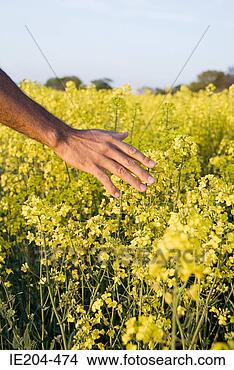 Stock Photo - man touching flowers. 
fotosearch - search 
stock photos, 
pictures, images, 
and photo clipart