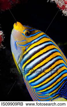 種類一應俱全的圖像/照片
 - 帝王, 神仙魚, 珊瑚, 礁石. 
fotosearch - 搜尋照片、壁畫、圖片和美工照片