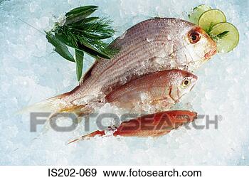 Stock Photograph - fresh fish. fotosearch 
- search stock 
photos, pictures, 
images, and photo 
clipart
