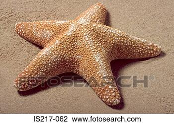 Stock Photo - starfish. fotosearch 
- search stock 
photos, pictures, 
images, and photo 
clipart