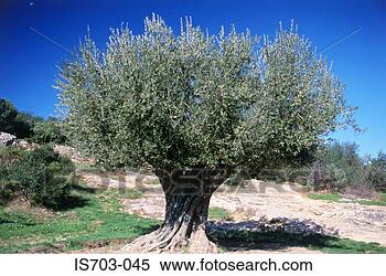 Stock Image - old olive tree, 
pont du gard, 
remoulins. fotosearch 
- search stock 
photos, pictures, 
images, and photo 
clipart