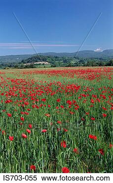 Stock Image - poppy field in 
the luberon mountains. 
fotosearch - search 
stock photos, 
pictures, images, 
and photo clipart
