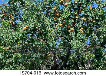 سجلي دخولك باسم فاكهة اونوع خضار Apricot-trees-oppede_~IS704-016