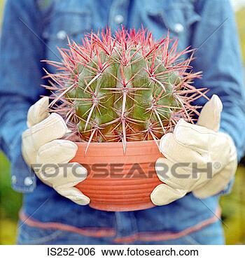 Stock Photo - round cactus. 
fotosearch - search 
stock photos, 
pictures, images, 
and photo clipart