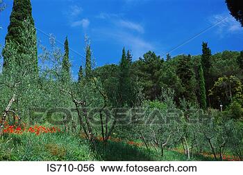 Stock Photo - forest and landscape. 
fotosearch - search 
stock photos, 
pictures, images, 
and photo clipart
