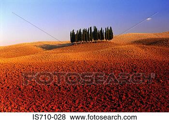Stock Photo - row of trees on 
orange landscape. 
fotosearch - search 
stock photos, 
pictures, images, 
and photo clipart