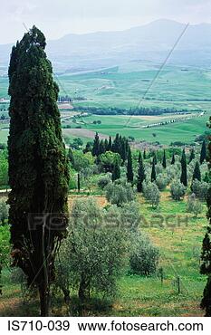 Stock Photograph - trees on landscape. 
fotosearch - search 
stock photos, 
pictures, images, 
and photo clipart