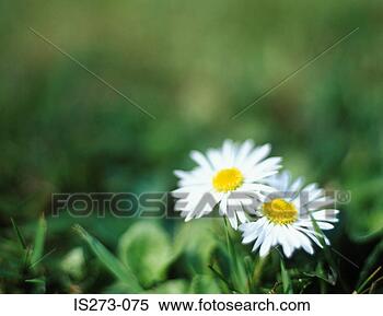 Stock Image - daisies on grass. 
fotosearch - search 
stock photos, 
pictures, images, 
and photo clipart